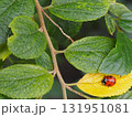 黄色い葉に乗るナナホシテントウムシ＿俯瞰右下配置 131951081