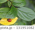 黄色い葉に乗るナナホシテントウムシ＿俯瞰左下配置 131951082