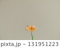 花瓶に入ったガーベラの花 131951223
