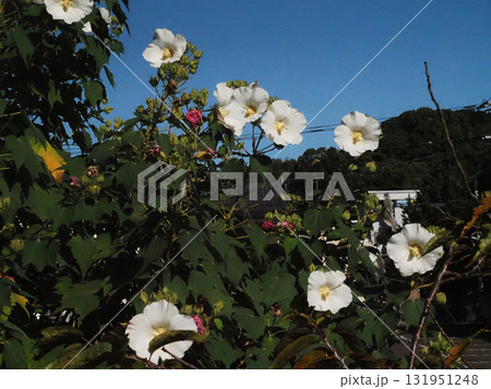 青空と日差しを浴びた白いスイフヨウの花とつぼみ（午前中の一重の酔芙蓉） 131951248