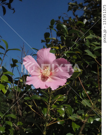 日ざしを浴びたピンクのフヨウ（秋空と芙蓉の花とつぼみ） 131951375