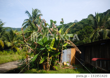 Lush tropical garden with banana plants and rustic wooden shed under clear blue sky in remote area 131951420