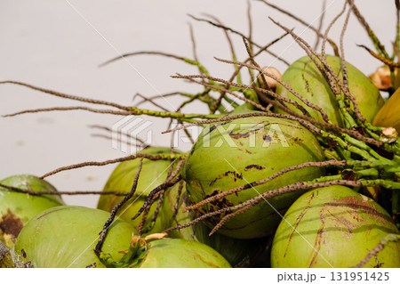 Fresh green coconuts stacked together with long roots in a vibrant market setting during daytime 131951425
