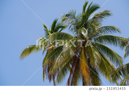 Palm trees sway gently under a clear blue sky on a sunny day in a tropical paradise near the beach, creating a peaceful atmosphere for relaxation and leisure Palm trees sway gently under a clear blue sky on a sunny day in a tropical paradise near the beach, creating a peaceful atmosphere for relaxation and leisure 131951435