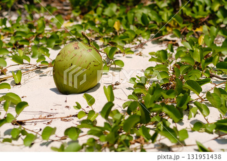 Green coconut resting on sandy ground surrounded by lush vegetation in a tropical setting under bright sunlight Green coconut resting on sandy ground surrounded by lush vegetation in a tropical setting under bright sunlight 131951438