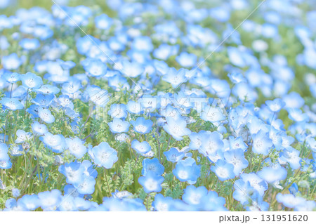 ネモフィラの花畑 一面 壁紙素材 ネモフィラの花畑 一面 壁紙素材 131951620