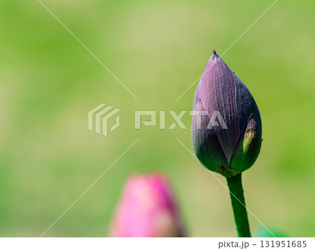 開花間近のふくらんだ蓮の蕾 開花間近のふくらんだ蓮の蕾 131951685