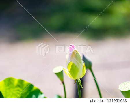 開花間近のふくらんだ蓮の蕾 131951688