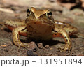 ニホンアカガエル/Japanese Brown Frog in Forest Litter 131951894
