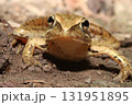 ニホンアカガエル/Japanese Brown Frog in Forest Litter 131951895