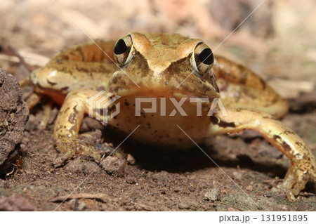 ニホンアカガエル/Japanese Brown Frog in Forest Litter ニホンアカガエル/Japanese Brown Frog in Forest Litter 131951895