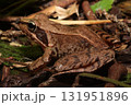 ニホンアカガエル/Japanese Brown Frog in Forest Litter 131951896