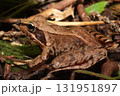 ニホンアカガエル/Japanese Brown Frog in Forest Litter 131951897