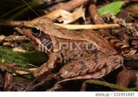 ニホンアカガエル/Japanese Brown Frog in Forest Litter 131951897