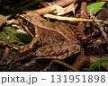 ニホンアカガエル/Japanese Brown Frog in Forest Litter 131951898