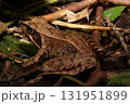 ニホンアカガエル/Japanese Brown Frog in Forest Litter 131951899