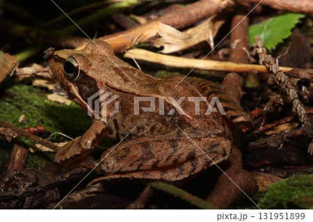 ニホンアカガエル/Japanese Brown Frog in Forest Litter ニホンアカガエル/Japanese Brown Frog in Forest Litter 131951899