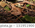 ニホンアカガエル/Japanese Brown Frog in Forest Litter 131951900