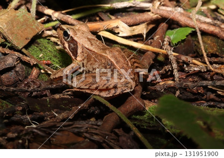 ニホンアカガエル/Japanese Brown Frog in Forest Litter 131951900