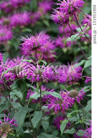 Pink beebalm flowers in close up Pink beebalm flowers in close up 131951908