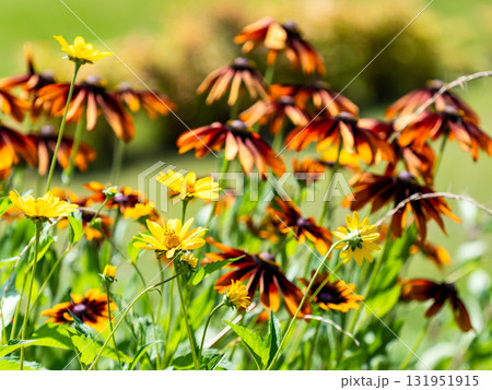 夏の花壇のカラフルな景色 131951915