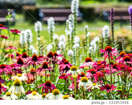 夏の花壇のカラフルな景色 夏の花壇のカラフルな景色 131951916
