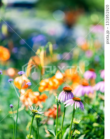 夏の花壇のカラフルな景色 131951920