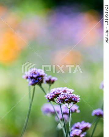 夏の花壇のカラフルな景色 131951921