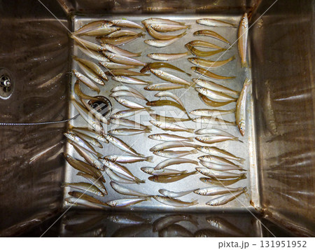 シロギス 131951952