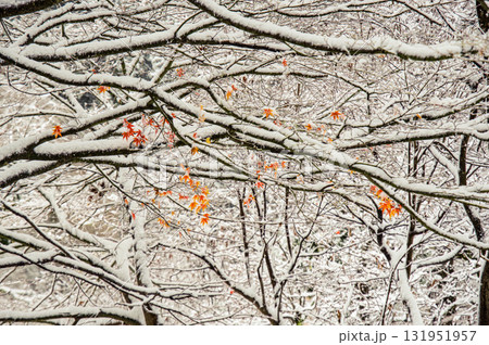 雪モミジ 131951957