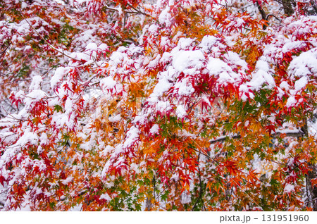 雪モミジ 雪モミジ 131951960