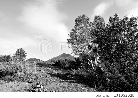 「10月の十勝岳望岳台」秋晴れをバックに紅葉する樹木 奥に「美瑛岳」白黒 131952029