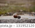 Chestnut berries and leaves placed on a stone 131952120