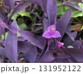 道端に咲く紫御殿の花と葉 131952122