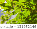 A vivid, sun-drenched green maple leaf before it turns red. Close-up. 131952146