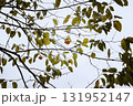 Autumn fruits ripening on persimmon trees, persimmons, fruit, scenery 131952147