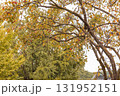 Autumn fruits ripening on persimmon trees, persimmons, fruit, scenery 131952151