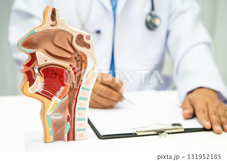 Asian doctor with nasal oral throat cavity neck human anatomy model for study diagnosis and treatment in hospital. Asian doctor with nasal oral throat cavity neck human anatomy model for study diagnosis and treatment in hospital. 131952185