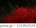 秋を彩る真紅のヒガンバナ【彼岸花】/Red spider lilly  131952529