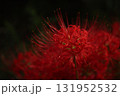秋を彩る真紅のヒガンバナ【彼岸花】/Red spider lilly  131952532