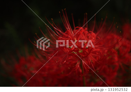 秋を彩る真紅のヒガンバナ【彼岸花】/Red spider lilly 秋を彩る真紅のヒガンバナ【彼岸花】/Red spider lilly 131952532