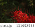 秋を彩る真紅のヒガンバナ【彼岸花】/Red spider lilly  131952533