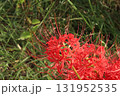 秋を彩る真紅のヒガンバナ【彼岸花】/Red spider lilly  131952535