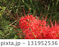 秋を彩る真紅のヒガンバナ【彼岸花】/Red spider lilly  131952536