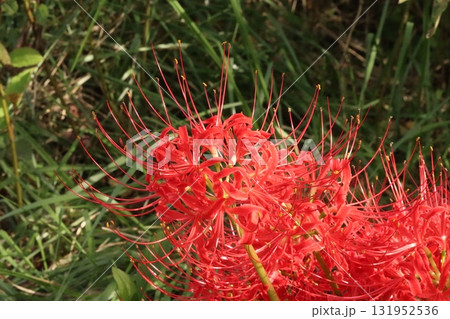秋を彩る真紅のヒガンバナ【彼岸花】/Red spider lilly 秋を彩る真紅のヒガンバナ【彼岸花】/Red spider lilly 131952536