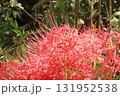 秋を彩る真紅のヒガンバナ【彼岸花】/Red spider lilly  131952538
