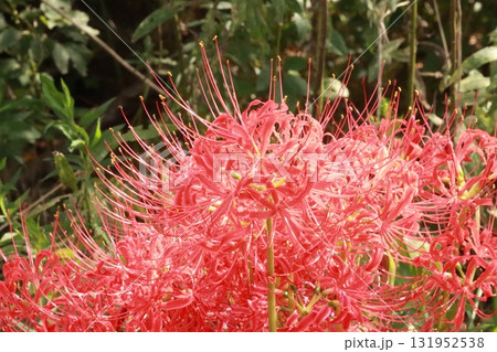 秋を彩る真紅のヒガンバナ【彼岸花】/Red spider lilly 秋を彩る真紅のヒガンバナ【彼岸花】/Red spider lilly 131952538
