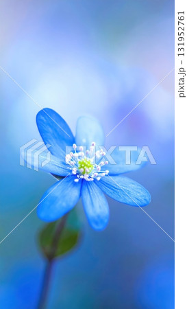 Blue spring flower close-up on a varied background, a macro beauty of nature's purple and blue bloom 131952761