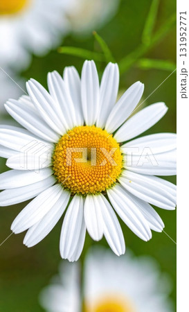 A beautiful single white daisy flower with a yellow center, captured in macro closeup against a green nature background, symbolizing spring and summer beauty A beautiful single white daisy flower with a yellow center, captured in macro closeup against a green nature background, symbolizing spring and summer beauty 131952771