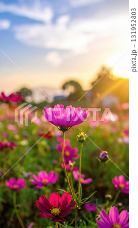 Pink summer flowers bloom beautifully on the beach landscape 131952803
